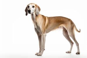 ai gerado saluki cachorro clipart foto