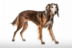 ai gerado saluki cachorro clipart foto