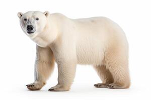 ai gerado polar Urso clipart foto