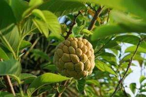 srikaya ou açúcar maçã fruta é uma tipo do fruta originário a partir de a oeste indies. srikaya fruta árvores pode crescer em qualquer lugar, seus pele formulários gostar verde balanças foto