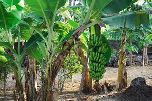 verde banana dentro a árvores com verde cor foto