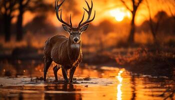 ai gerado uma majestoso veado carrinhos dentro a tranquilo floresta às pôr do sol gerado de ai foto