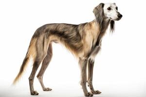 ai gerado saluki cachorro clipart foto