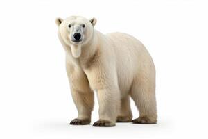 ai gerado polar Urso clipart foto