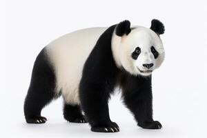 ai gerado panda Urso clipart foto