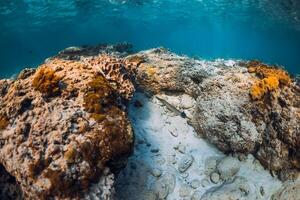 embaixo da agua cena com corais, areia e peixe dentro tropical oceano foto