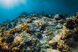embaixo da agua cena com corais e mar serpente dentro tropical oceano foto