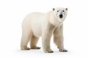 ai gerado polar Urso clipart foto