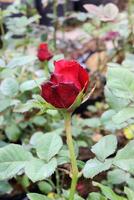 vermelho padronizar rosa flor dentro a jardim foto