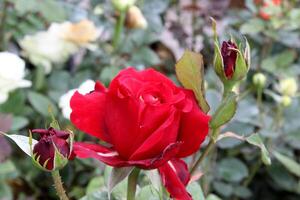 vermelho padronizar rosa flor dentro a jardim foto