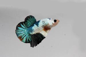 beleza e negrito betta peixe, betta esplêndido, siamês brigando peixe foto