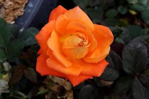 lindo laranja rosa, rosa flor foto