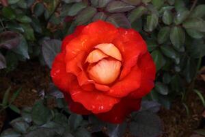 lindo laranja rosa, rosa flor foto