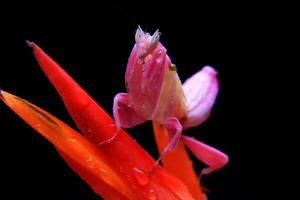 uma louva a Deus orquídea empoleirado silenciosamente em uma flor foto