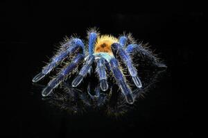 lindo e assustador uma garrafa verde azul tarântula em Preto vidro . tarântula garrafa verde azul tarântula , cromatopelma cyaneopubescens foto