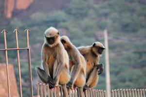 Langur macacos dentro natureza foto