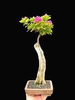 bonsai árvore dentro uma decorativo Panela foto