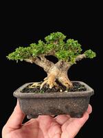 bonsai árvore dentro uma decorativo Panela foto