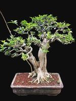 bonsai árvore dentro uma decorativo Panela foto