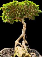 bonsai árvore dentro uma decorativo Panela foto