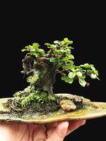 bonsai árvore dentro uma decorativo Panela foto