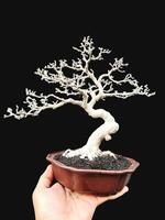 bonsai árvore dentro uma decorativo Panela foto