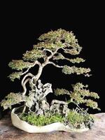 bonsai árvore dentro uma decorativo Panela foto