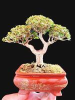 bonsai árvore dentro uma decorativo Panela foto