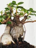 bonsai árvore dentro uma decorativo Panela foto