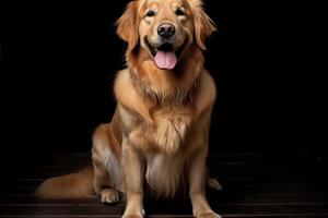 ai gerado dourado retriever clipart foto