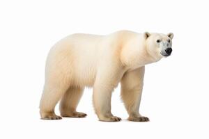 ai gerado polar Urso clipart foto