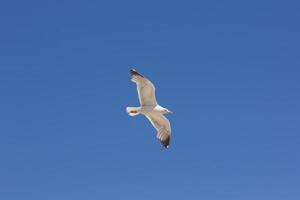 gaivota, pássaro que geralmente está no mar foto