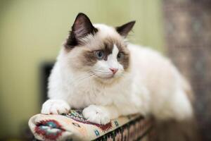lindo jovem branco de raça pura boneca de pano gato com azul olhos foto