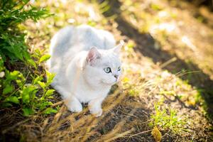 escocês gato chinchila com em linha reta orelhas anda em em ao ar livre foto