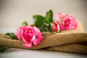 Rosa lindo verão rosas em de madeira mesa foto