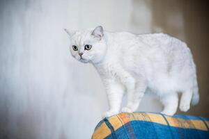 adulto gato pedigree escocês chinchila em linha reta orelhas foto