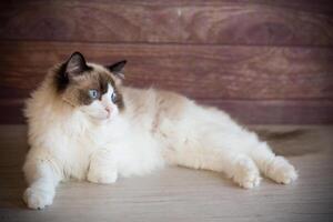 jovem lindo de raça pura boneca de pano gato às casa foto