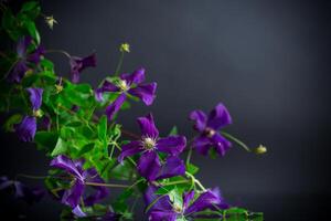 lindo florescendo clematis em uma Preto fundo foto