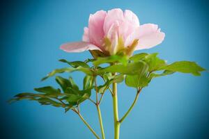 lindo grande Rosa peônia fechar-se em uma azul fundo. foto