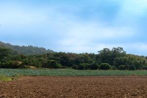 panorama Visão do área preparado para plantio de aração a solo. Próximo é uma repolho correção. e natureza do floresta e colinas debaixo azul céu e branco nuvens. foto