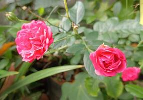 uma rosa vermelha foto