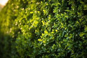 ai gerado fechar acima do parede do verde escalada plantas foto