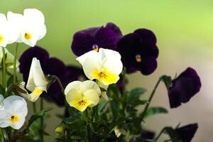 amores-perfeitos às primavera em borrado fundo, fofa pequeno flor, viola foto