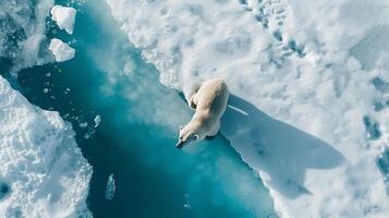ai gerado a sobrecarga Visão do polar Urso em Derretendo gelo, clima mudança impacto, ártico sobrevivência, animais selvagens conservação, natureza fotografia foto
