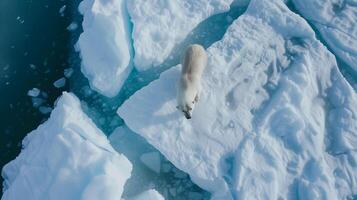 ai gerado a sobrecarga Visão do polar Urso em Derretendo gelo, clima mudança impacto, ártico sobrevivência, animais selvagens conservação, natureza fotografia foto