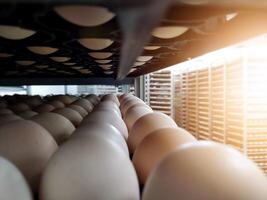 fechar acima a ovos em a bandeja do carrinho. incubação ovos em a incubadora máquina. com brilhante claro. foto