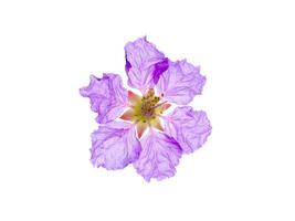 lagerstroemia speciosa flor foto