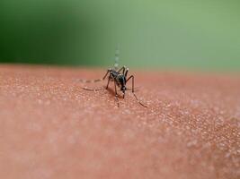 mosquitos estão sucção sangue em a pele. foto