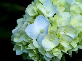 fechar acima hortênsia flor. foto