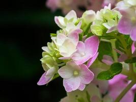 fechar acima hortênsia flor. foto